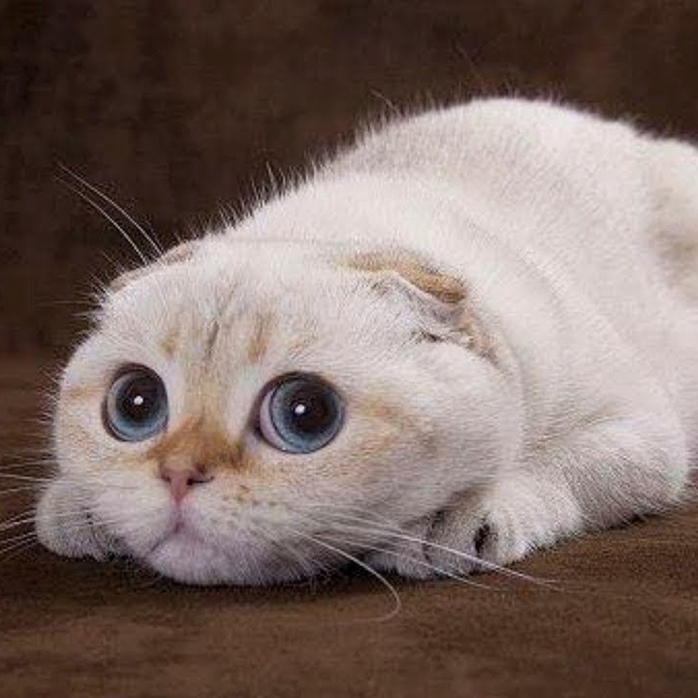 🐈Offer Cat is Waiting for You...